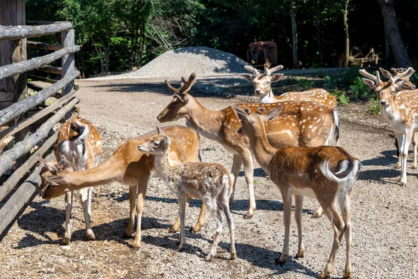 在克罗地亚Lika山区Rakovica鹿场 成群的欧洲鹿正在等待游客给它们喂食 — 图库照片