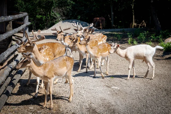 在克罗地亚Lika山区Rakovica鹿场 成群的欧洲鹿正在等待游客给它们喂食 — 图库照片