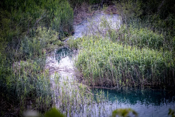 Gęsta Roślinność Wodna Jezior Plitwickich Wspaniały Park Narodowy Kontynentalnej Chorwacji — Zdjęcie stockowe