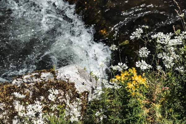 Piękne Kwiaty Rosnące Stromej Skale Nad Potokiem Górskim — Zdjęcie stockowe