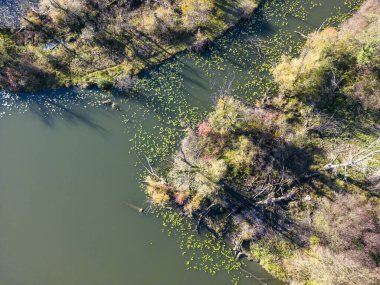 Sava nehir kollarının sık ağaçlarının ve bitki örtüsünün içinden geçen orman yolu, dökülen yapraklarla gizlenmiş, sonbaharda insansız hava aracıyla fotoğraflanmış.