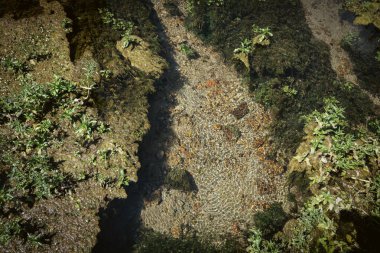 Majerovo Vrilo 'daki Sinac köyündeki Gacka nehir kaynağından kristal berrak temiz su, Hırvatistan' ın kıtasal kesimindeki güzel korunmuş ahşap evler ve değirmenler.