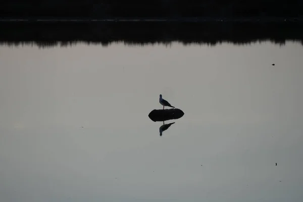 stock image Beautiful Camargue nature reserve in France. High quality photo