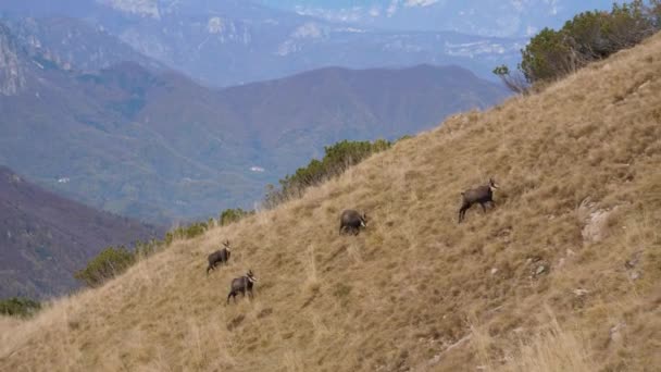 Rupicapra Rupicapra Uma Espécie Cabra Antílope Nativa Das Montanhas Europa — Vídeo de Stock