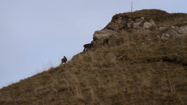 山羊驼 Herd Chamois Rupicapra Rupicapra或Alpine Chamois 是原产于欧洲山区的一种山羊羚羊 高质量的4K镜头 — 图库视频影像