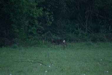 Yumurta geyiği Capreolus kapreolus, (ayrıca 