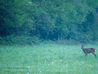Yumurta geyiği Capreolus kapreolus, (ayrıca 