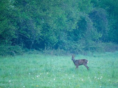 Yumurta geyiği Capreolus kapreolus, (ayrıca 
