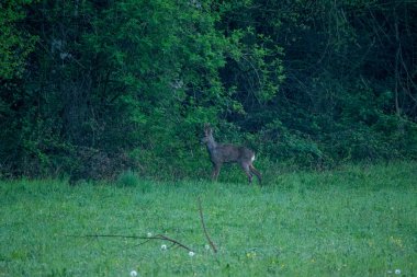 Yumurta geyiği Capreolus kapreolus, (ayrıca 