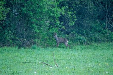 Yumurta geyiği Capreolus kapreolus, (ayrıca 