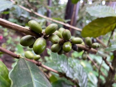 Dalına hala eklenmiş taze kahve kirazlarının canlı bir görüntüsü, yemyeşil yapraklar üzerine kurulmuş. Daldaki Olgun Kahve Kirazları 'na yakın plan. Yüksek kalite fotoğraf