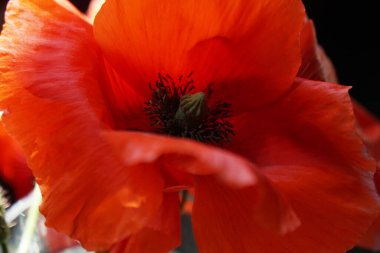 yeşil alanda odak dışı haşhaş makro detayı