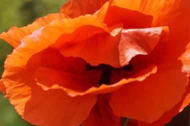 Odaklanamayan yeşil alanda haşhaş