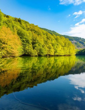  Gölün üzerindeki ağaçların yaprakları. 