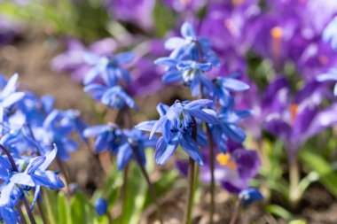 Mor yapraklı otçul bitkilerden oluşan elektrik mavisi bir zemin örtüsü tüm tarlaya yayılıyor ve çiçek açan bitkilerin güzel bir görüntüsünü oluşturuyor.