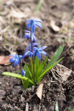 Mor yapraklı otçul bitkilerden oluşan elektrik mavisi bir zemin örtüsü tüm tarlaya yayılıyor ve çiçek açan bitkilerin güzel bir görüntüsünü oluşturuyor.