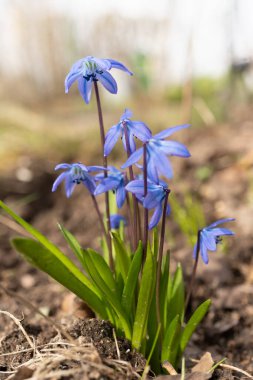 Mor yapraklı otçul bitkilerden oluşan elektrik mavisi bir zemin örtüsü tüm tarlaya yayılıyor ve çiçek açan bitkilerin güzel bir görüntüsünü oluşturuyor.