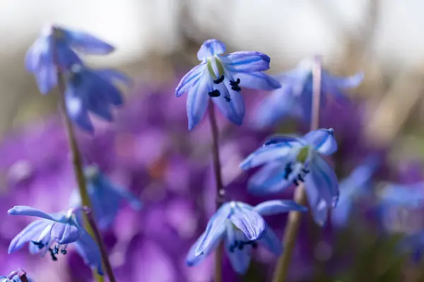 An electric blue groundcover of herbaceous plants with purple petals is spreading across the field, creating a beautiful display of flowering plants