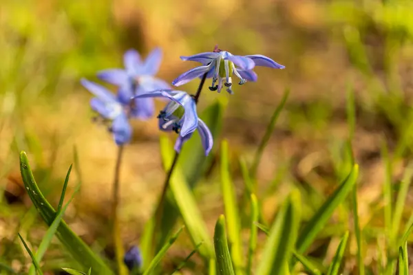 stock image An electric blue groundcover of herbaceous plants with purple petals is spreading across the field, creating a beautiful display of flowering plants