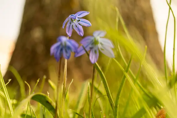 An electric blue groundcover of herbaceous plants with purple petals is spreading across the field, creating a beautiful display of flowering plants