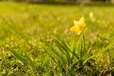 Küçük sarı bir çiçek, çimenli çayırlarda filizlenen bir bitki, karasal bitkilerin ve toprak örtüsünün doğal manzarasını da ekliyor.