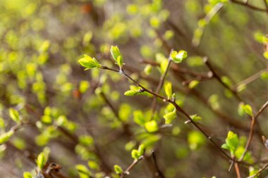 Yeşil yapraklarla kaplı bir karasal bitki dalına yakın plan. Çiçek açan bir bitkinin özelliği. Dal topraktan çıkar ve bir bitkinin ya da çalılığın güzelliğini gösterir.
