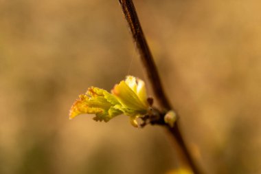 Yeşil yapraklarla kaplı bir karasal bitki dalına yakın plan. Çiçek açan bir bitkinin özelliği. Dal topraktan çıkar ve bir bitkinin ya da çalılığın güzelliğini gösterir.