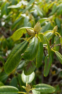 Yeşil yaprakları ve sarı tomurcukları olan bir karasal bitkinin yakın çekimi, muhtemelen çiçek açan bir bitki ya da çalı. Bitki gövdesi görüntüde görünür.