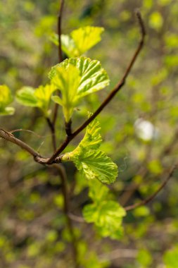 Yeşil yapraklarla kaplı bir karasal bitki dalına yakın plan. Çiçek açan bir bitkinin özelliği. Dal topraktan çıkar ve bir bitkinin ya da çalılığın güzelliğini gösterir.