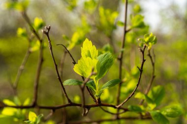Yeşil yapraklarla kaplı bir karasal bitki dalına yakın plan. Çiçek açan bir bitkinin özelliği. Dal topraktan çıkar ve bir bitkinin ya da çalılığın güzelliğini gösterir.