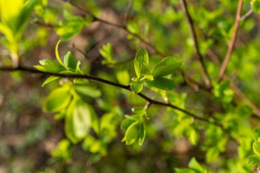 Yeşil yapraklarla kaplı bir karasal bitki dalına yakın plan. Çiçek açan bir bitkinin özelliği. Dal topraktan çıkar ve bir bitkinin ya da çalılığın güzelliğini gösterir.