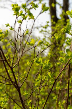 Yeşil yapraklarla kaplı bir karasal bitki dalına yakın plan. Çiçek açan bir bitkinin özelliği. Dal topraktan çıkar ve bir bitkinin ya da çalılığın güzelliğini gösterir.
