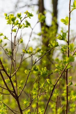 Yeşil yapraklarla kaplı bir karasal bitki dalına yakın plan. Çiçek açan bir bitkinin özelliği. Dal topraktan çıkar ve bir bitkinin ya da çalılığın güzelliğini gösterir.