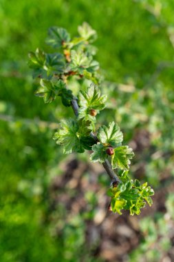 Yeşil yapraklarla kaplı bir karasal bitki dalına yakın plan. Çiçek açan bir bitkinin özelliği. Dal topraktan çıkar ve bir bitkinin ya da çalılığın güzelliğini gösterir.