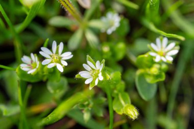 Küçük beyaz çiçekli bir karasal bitki kümesi çimlerin arasında çiçek açarken görülüyor. Bu zemin örtüsü yeşil manzaraya biraz güzellik katıyor.