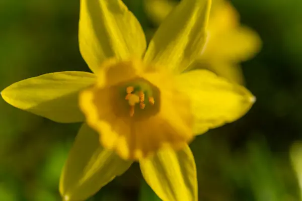 A small yellow flower, a herbaceous plant, is blossoming in the grassy meadow, adding to the natural landscape of terrestrial plants and groundcover