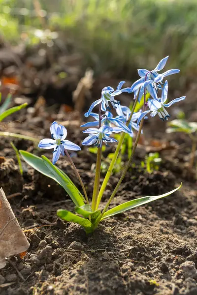 An electric blue groundcover of herbaceous plants with purple petals is spreading across the field, creating a beautiful display of flowering plants