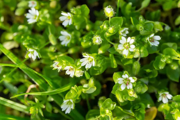 A cluster of terrestrial plant with small white flowers are seen blooming amidst the grass. This groundcover adds a touch of beauty to the green landscape