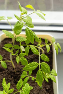 Toprak iyileşmesi, bir domates bitkisi pencere kenarındaki bir tencerede gelişir, ev bitkisi olarak hizmet eder ve meyve üretir. Manzaraya güzellik katan yıllık bir bitki.