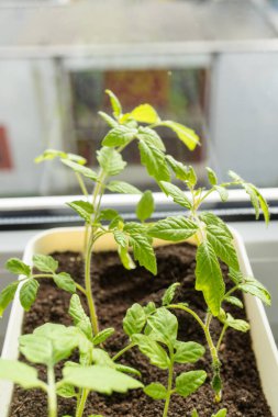 Toprak iyileşmesi, bir domates bitkisi pencere kenarındaki bir tencerede gelişir, ev bitkisi olarak hizmet eder ve meyve üretir. Manzaraya güzellik katan yıllık bir bitki.