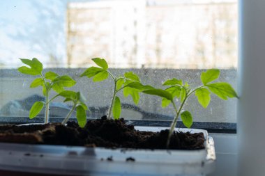 Toprak iyileştirme, çeşitli küçük çiçekli bitkiler bir tencerede topraktan çıkıyor, bahçecilikteki karasal bitkilerin güzelliğini gösteriyor. Bahçe, zengin gübrelerde yetişen yıllık bitki ve otlarla dolu.