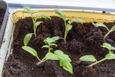 Toprak iyileştirme, çeşitli küçük çiçekli bitkiler bir tencerede topraktan çıkıyor, bahçecilikteki karasal bitkilerin güzelliğini gösteriyor. Bahçe, zengin gübrelerde yetişen yıllık bitki ve otlarla dolu.