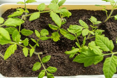 Toprak iyileşmesi, bir domates bitkisi pencere kenarındaki bir tencerede gelişir, ev bitkisi olarak hizmet eder ve meyve üretir. Manzaraya güzellik katan yıllık bir bitki.