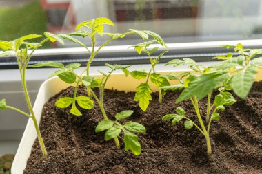 Toprak iyileşmesi, bir domates bitkisi pencere kenarındaki bir tencerede gelişir, ev bitkisi olarak hizmet eder ve meyve üretir. Manzaraya güzellik katan yıllık bir bitki.