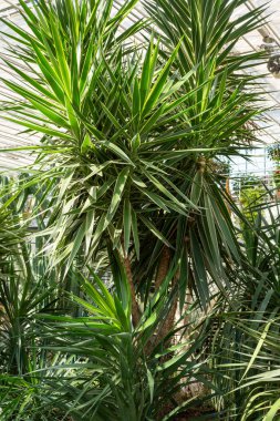Bir seradaki karasal bir bitkinin, özellikle bir palmiye ağacının yakın çekimi. Bu her zaman yeşil olan ağaç, Arecales tarikatına ait bir bitki.