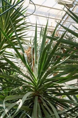 Çok güzel bir yeşil palmiye ağacının yakın çekimi, Arecales tarikatından bir karasal bitki. Herhangi bir iç mekâna tropikal bir dokunuş katan mükemmel bir bitki.