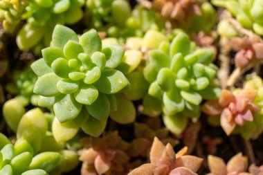 Stonecrop ailesi mensupları, çeşitli sulu bitkilerin yakın görüntüsü, bir bahçede serpilen toprak örtüsü ve ev bitkileri.