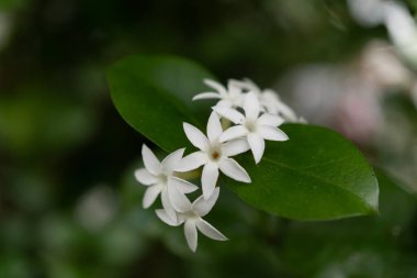 Yakından çekilmiş bir görüntü, üç beyaz çiçek ve narin taç yaprakları bir çalılığın yeşil yaprağında çiçek açıyor, karada çiçek açan bir bitkinin güzelliğini yakalıyor.