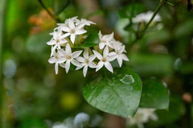 Beyaz çiçekleri ve yeşil yaprakları olan karasal bir bitkinin yakından çekimi. Güzel yaprakları ve bitkisel doğasını gözler önüne seriyor.