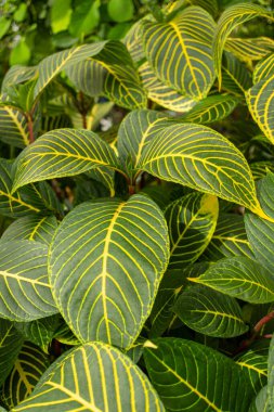 Yeşil ve sarı yapraklı bir karasal bitkinin yakınında, güzel bir desen sergiliyor. Bu organizma bir zemin örtüsü, çiçek açan bitki, bitki, ağaç, çalı ya da yıllık bitki olabilir.